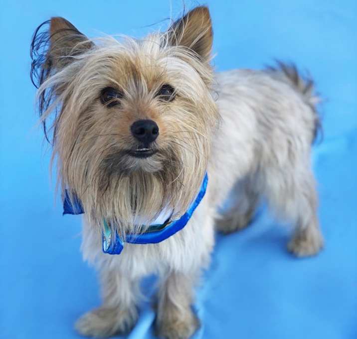 Photo of Wookie-ADOPT Me!