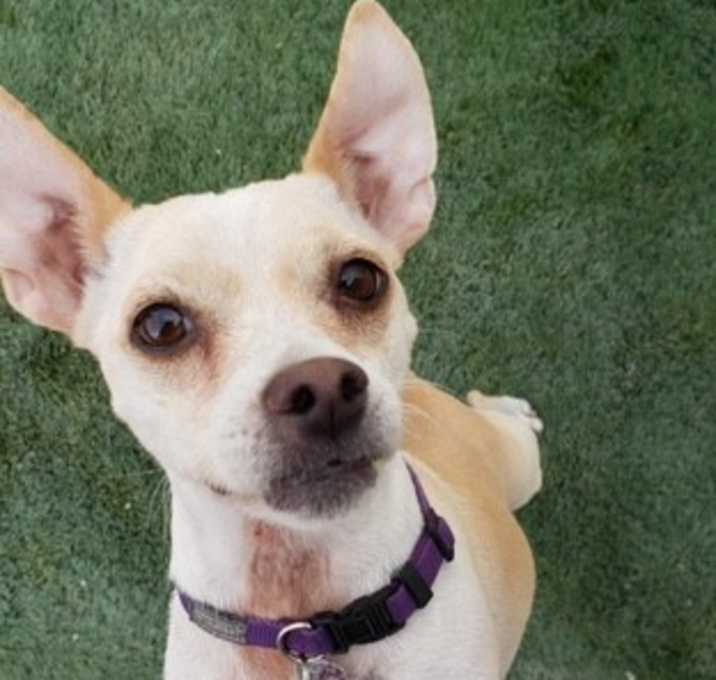 Photo of Sugar aka Girlie