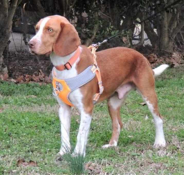 Photo of MAXX THE BEAGLE