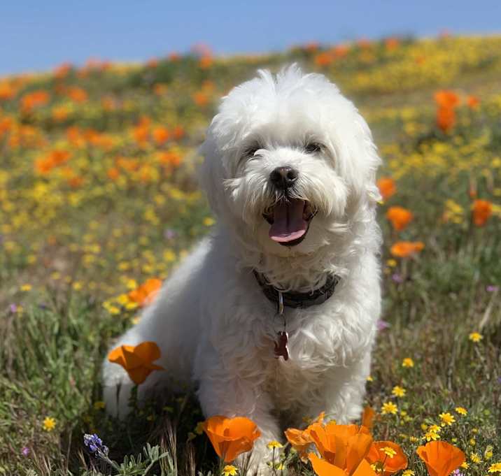 Photo of Theo-CotonDeTulearX-AdultsOnly