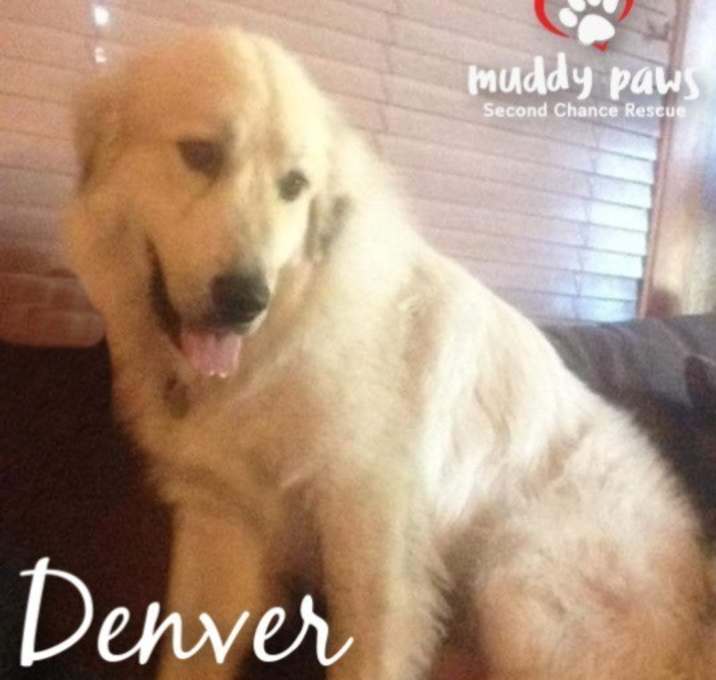 Photo of Denver (Courtesy Post) - no longer taking applications