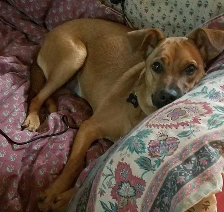 Photo of Bocephus "Bo"