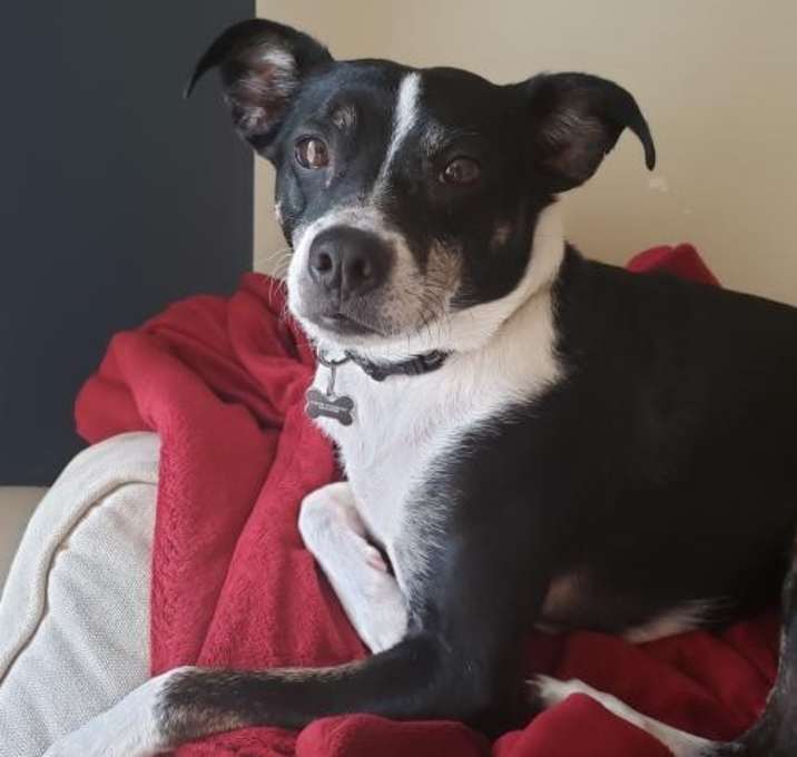 Photo of Picasso Ok Litter