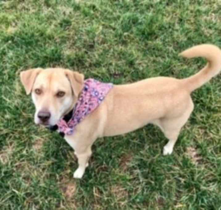 Photo of Sandy-bonded to Ranger