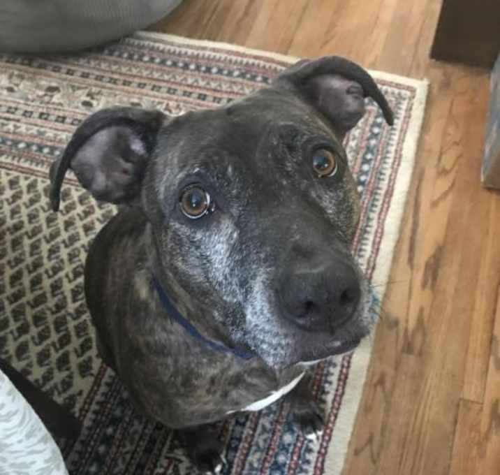 Photo of Ella *sponsored adoption fee*