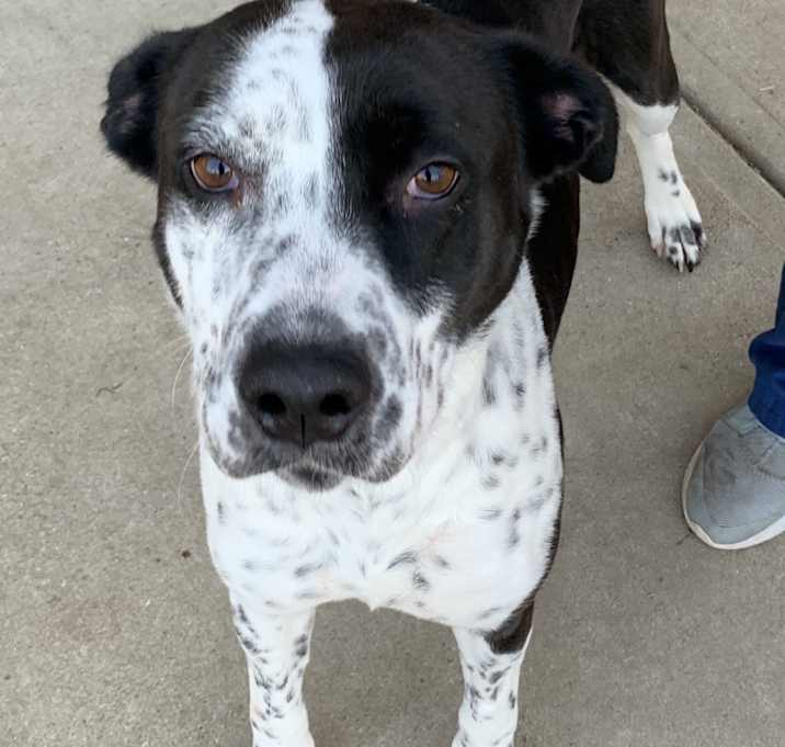 Photo of Sasha ~COURTESY POST~