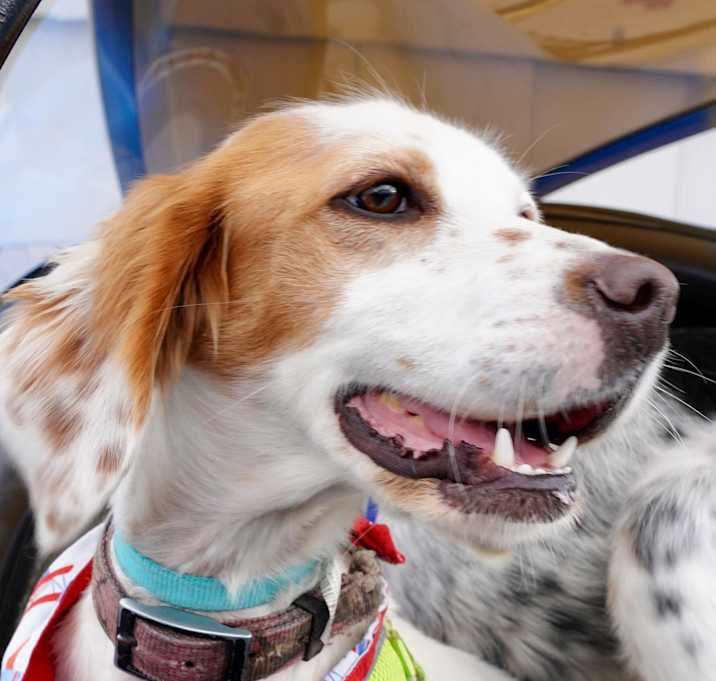 Photo of Heidi- Foster to Adopt