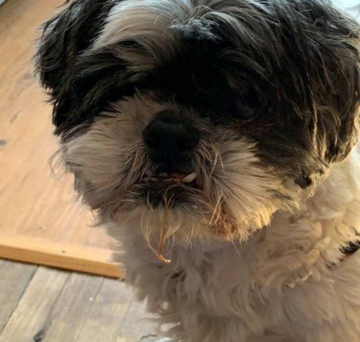 Photo of ODIN-Pending