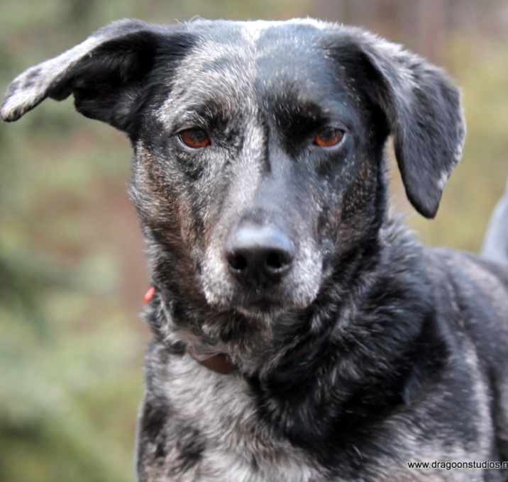 Photo of Concho, 9 yrs, 28 lbs, $250