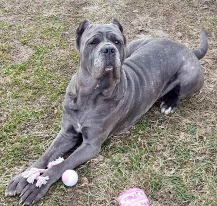 Photo of Bella II (NEW INTAKE)