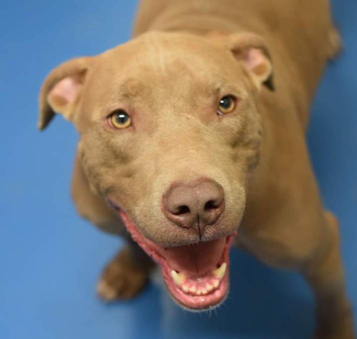 Photo of Blitz-ADOPTION PENDING