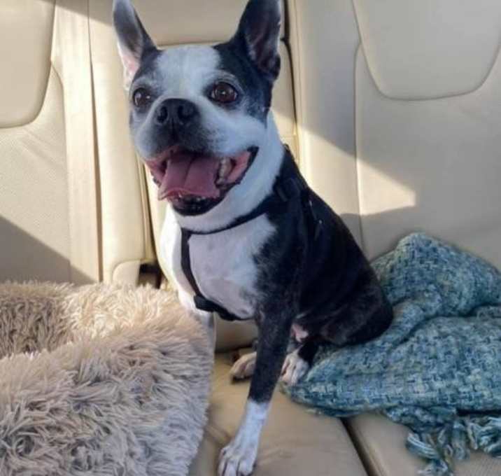 Photo of Macie Mae (medical hold)