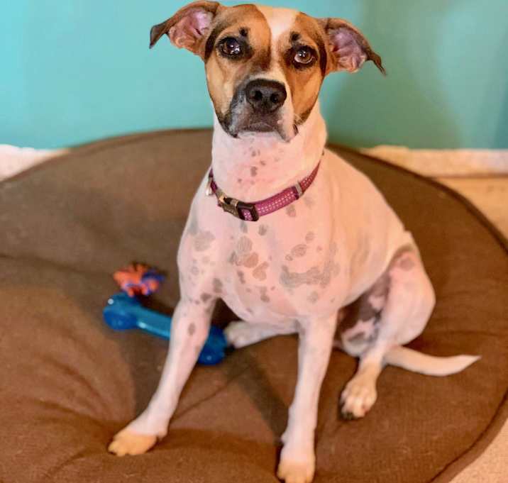 Photo of Loves other dogs..