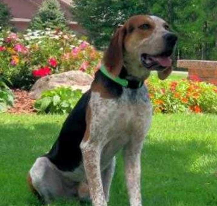 Photo of Clyde       *In Foster*