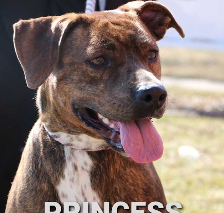 Photo of PRINCESS