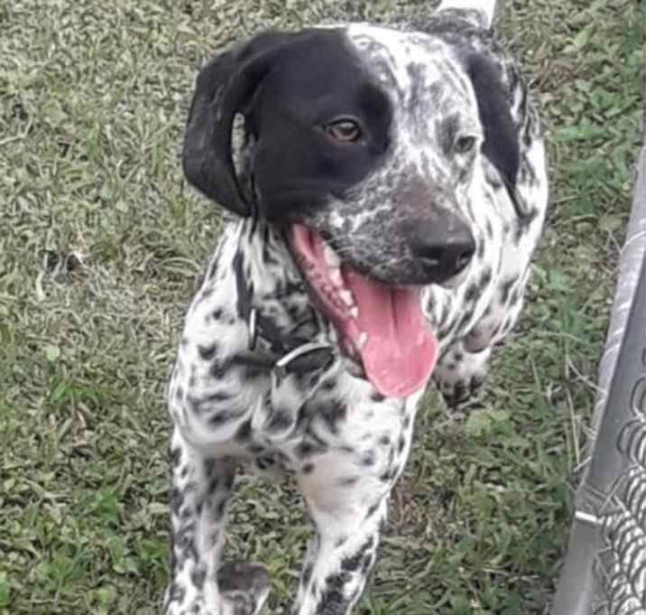 Photo of Winston - Adopted