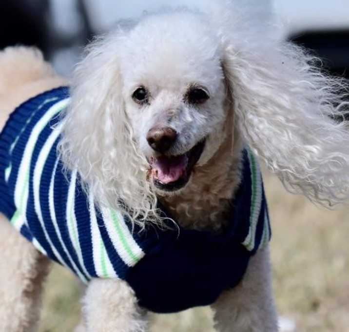 Photo of Tobo (Toby)