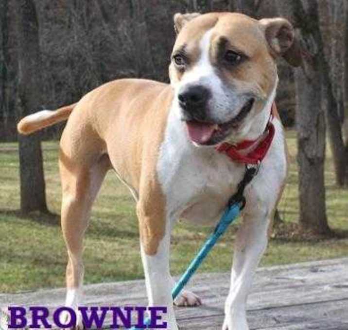 Photo of BROWNIE