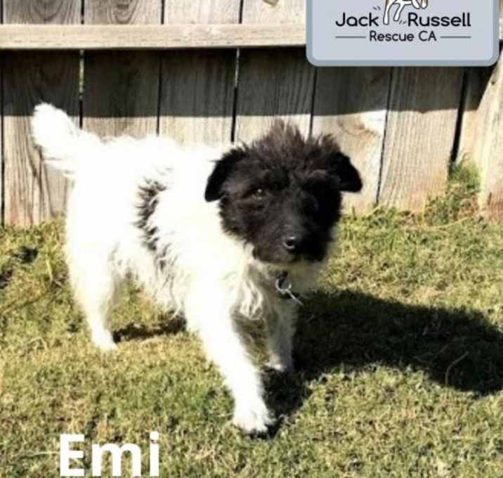 Photo of Emi (Mission Viejo)