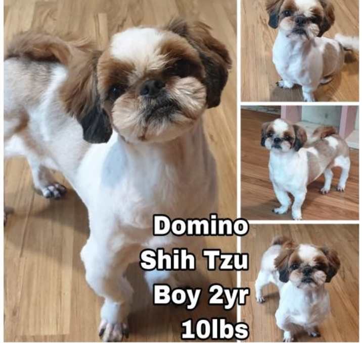 Photo of Domino from Korea