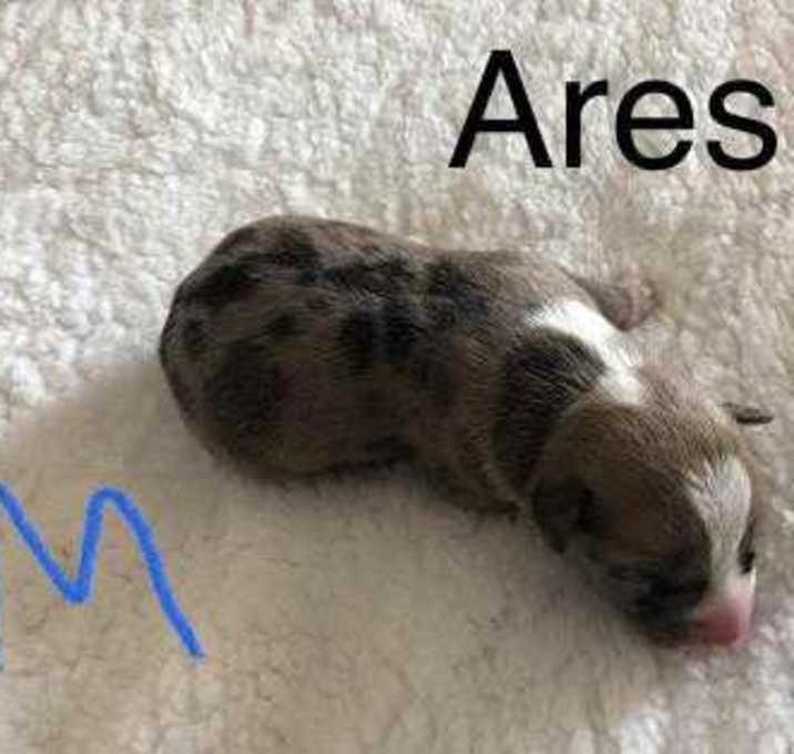 Photo of Ares