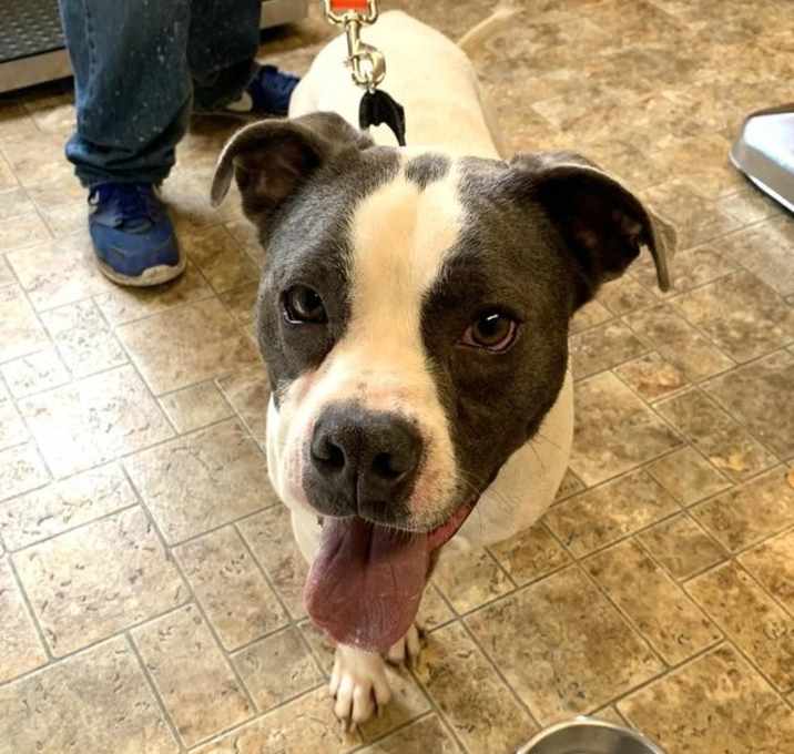 Photo of 20-072 Buddy