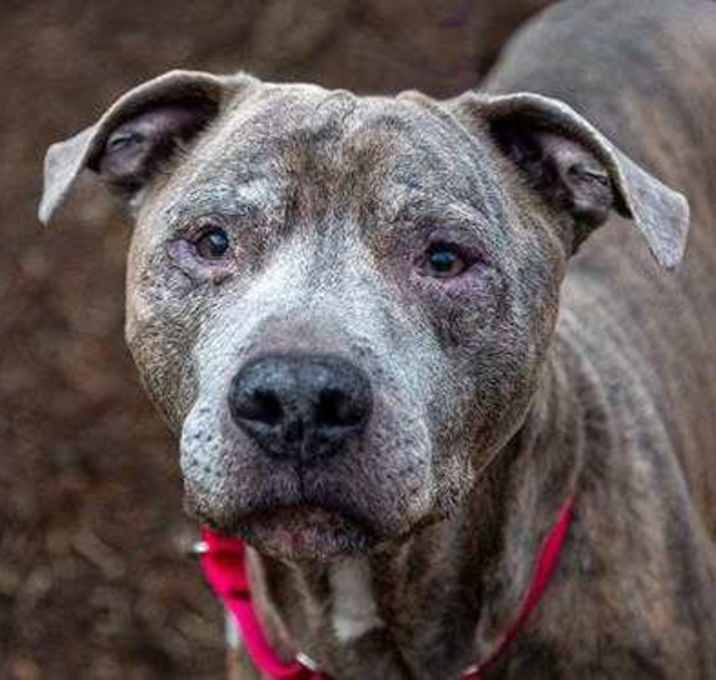 Photo of Blue-I'm in Foster Care-See my video!