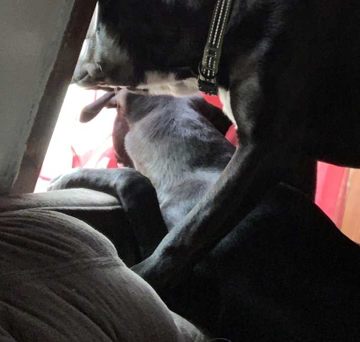 Photo of Benny and lily 