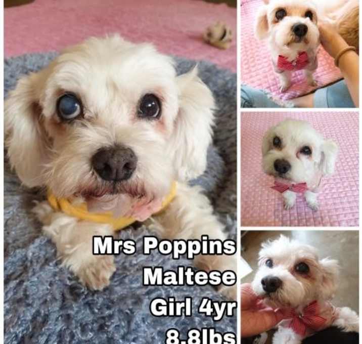 Photo of Mrs. Poppins from Korea