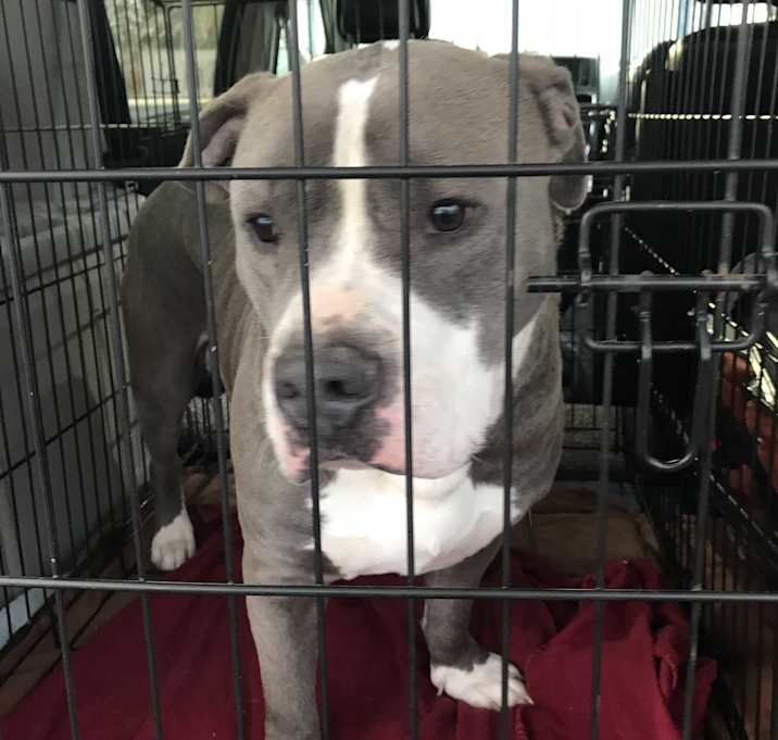 Photo of Panda Bear–See my video!