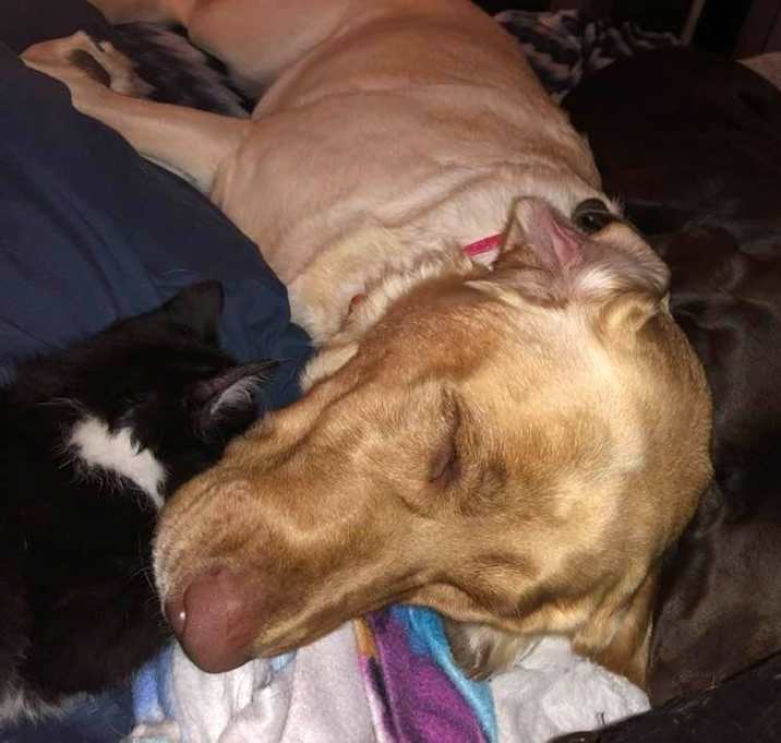 Photo of Whiskey/ Harley