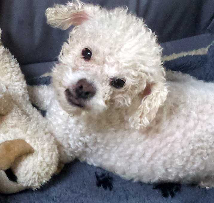Photo of Casper—Bichon/Poodle Mix