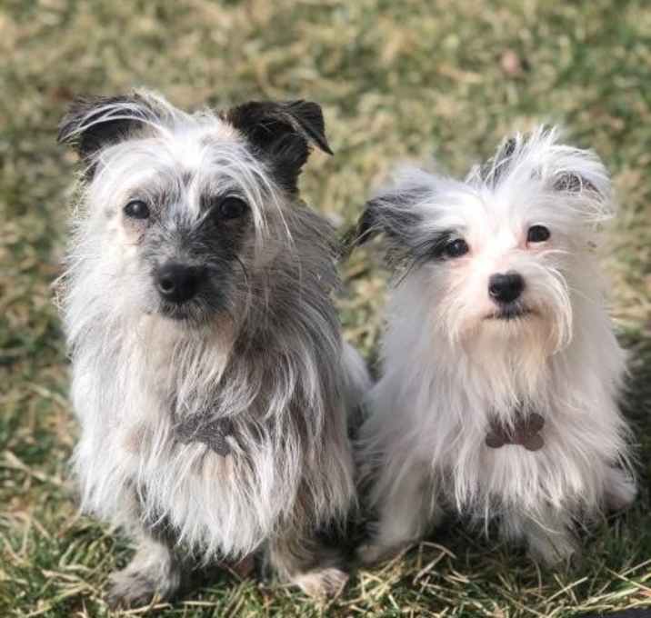 Photo of Koko & Kookie