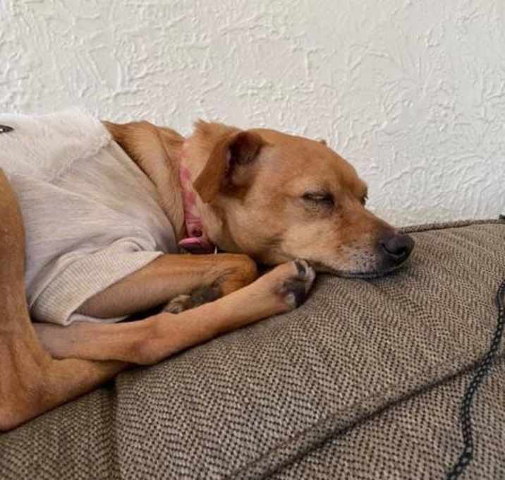 Photo of Merfert**ADOPTION PENDING** $300