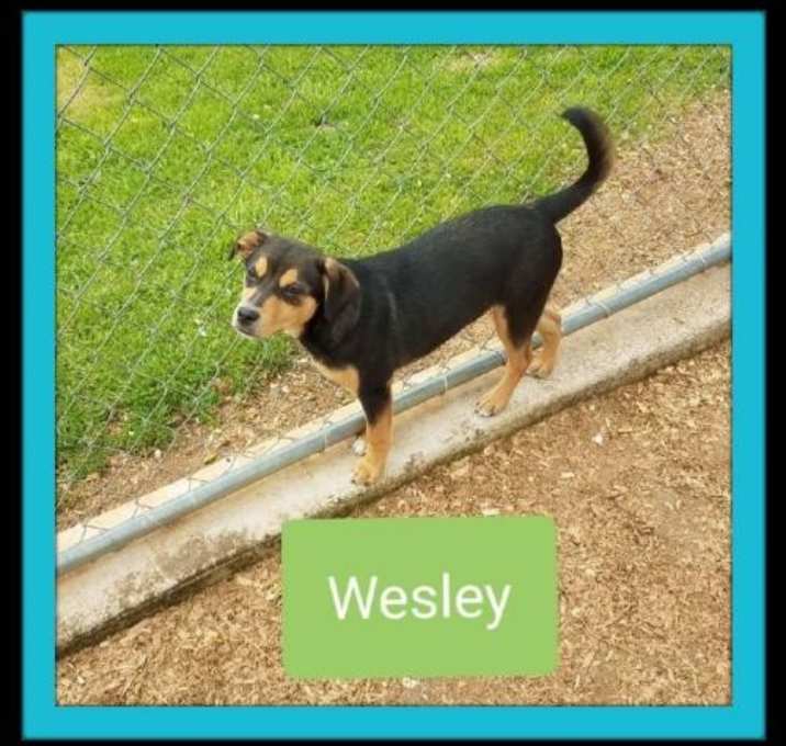 Photo of Wesley