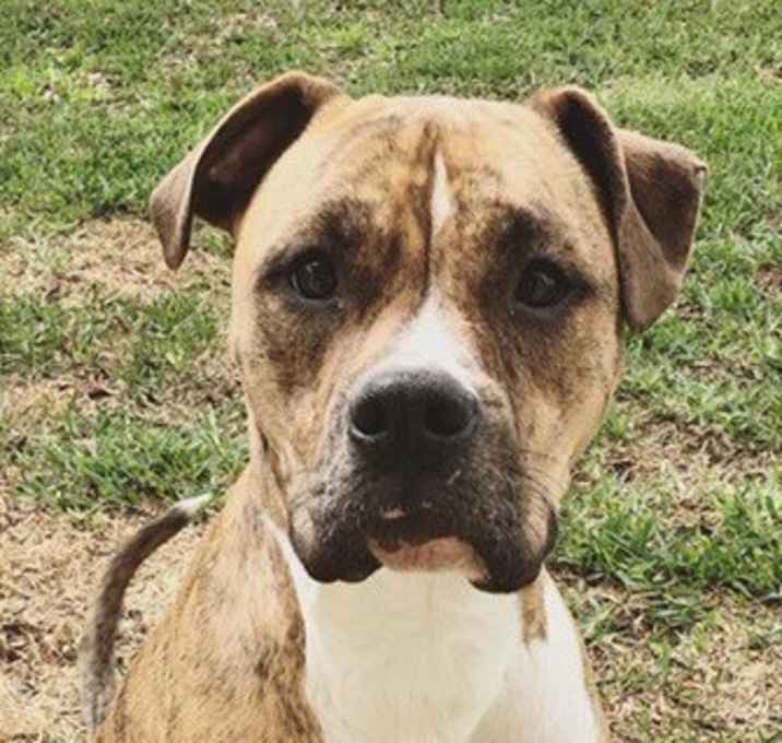 Photo of Ailani the giant lap dog