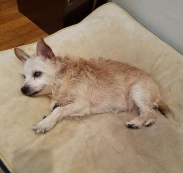 Photo of Mango Blind Maltese