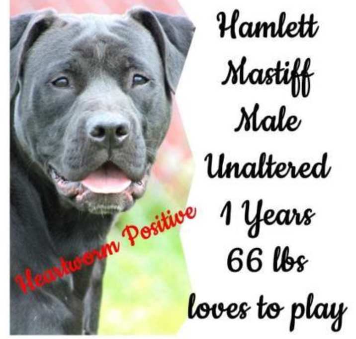Photo of Hamlet
