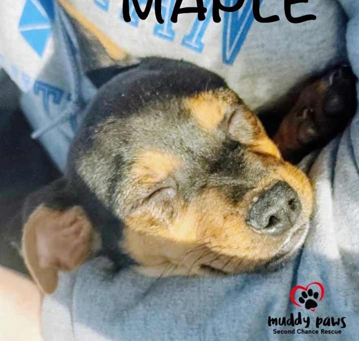 Photo of Maple - adoption pending