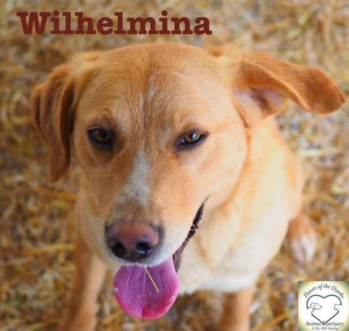 Photo of Wilhelmina