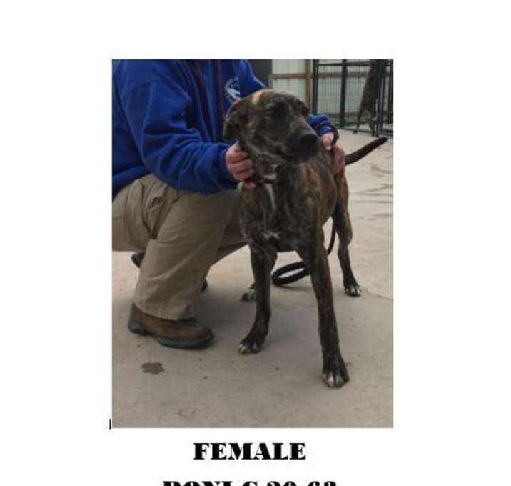 Photo of DONI C-20-63