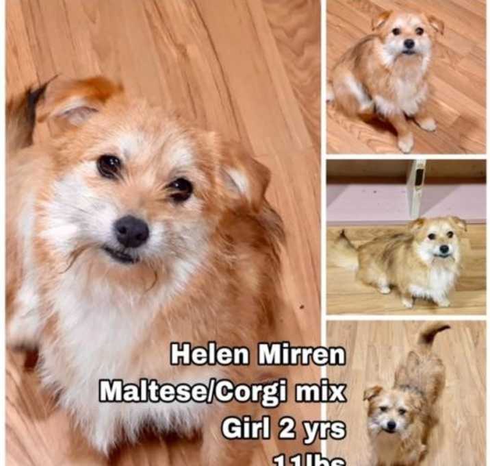 Photo of Helen Mirren from Korea