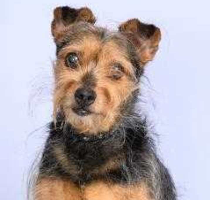 Photo of Princess - in foster home