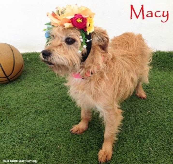 Photo of Macy