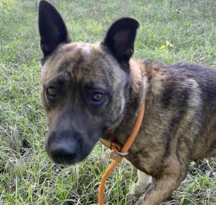 Photo of MAGGIE (Missy)