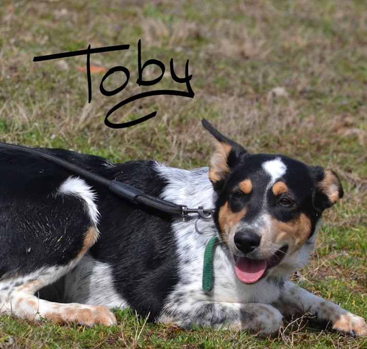Photo of Toby