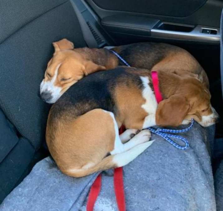 Photo of Bubba and Pepper