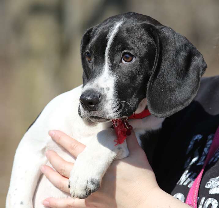 Photo of Ashley- ADOPTION PENDING!