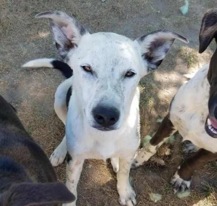 Photo of CowBoy/Whitey