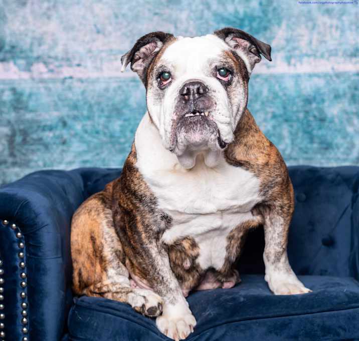 Photo of Gertie - ADOPTION HOLD